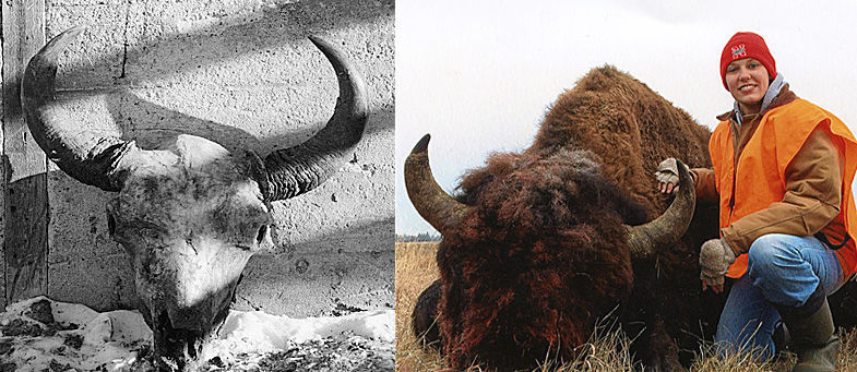 Bison